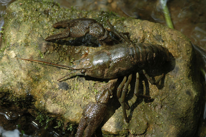 La faune et la flore la Réserve Naturelle Nationale de Chalmessin