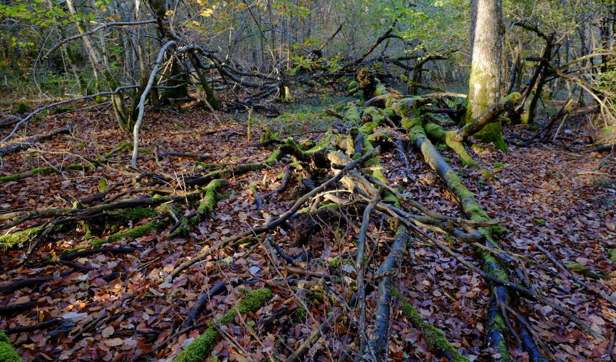 Bois mort © Pascal Bourguignon