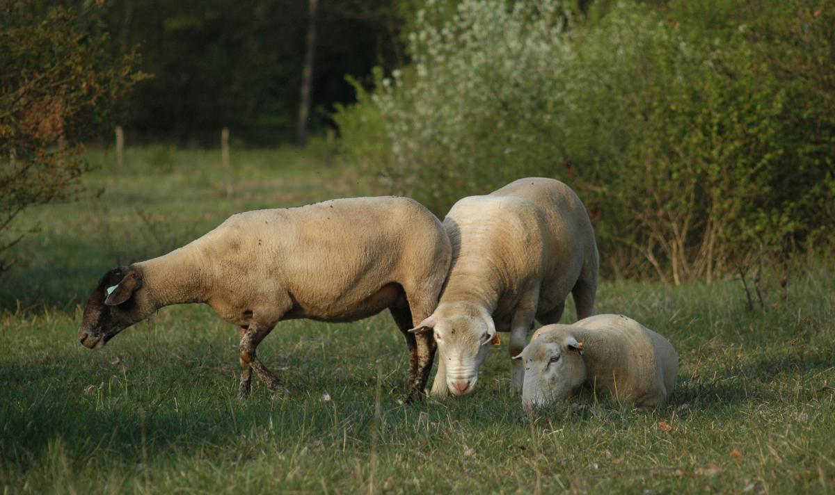 Pâturage pelouse © R. Leconte