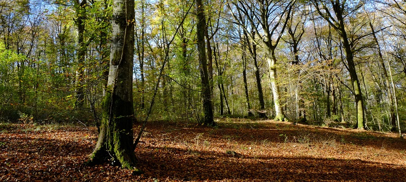 Forêt © P. Bourguignon
