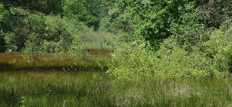 Marais tufeux © R. Leconte