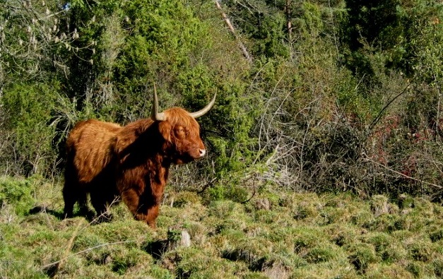 Pâturage du marais © R. Leconte